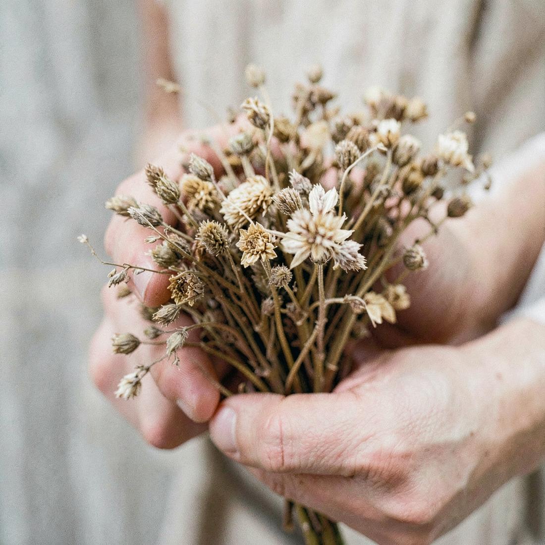 Hands holding a bunch of dried flowers